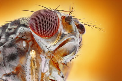 Close up fruit fly