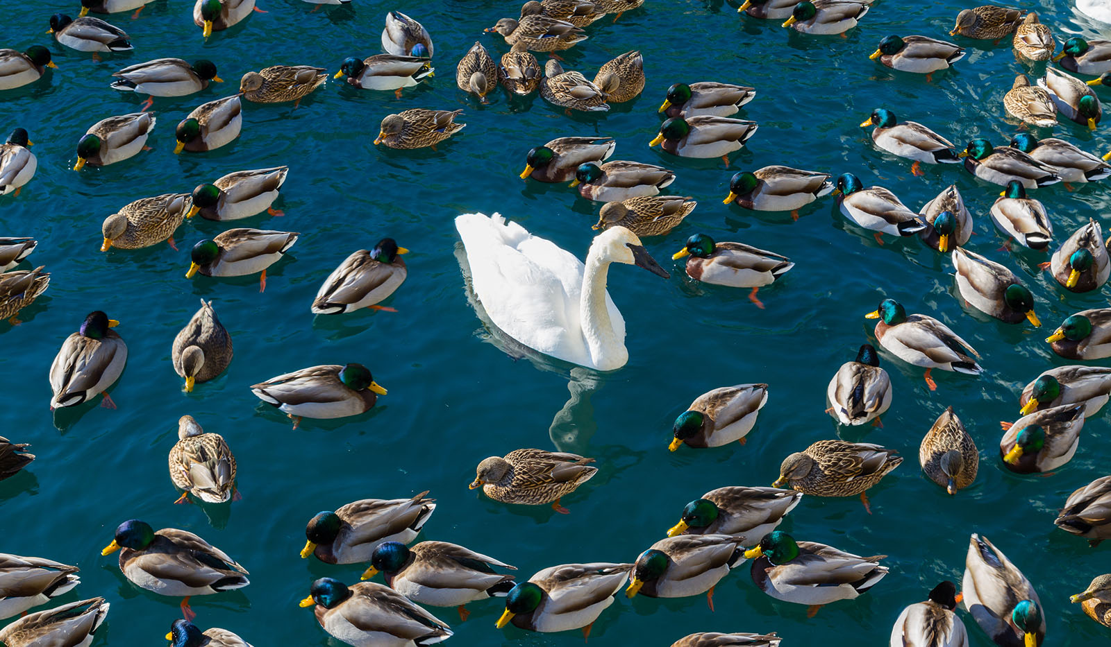 Vertical Integration Might be Great at Making Ducks—But What if Your Product is a Swan?
